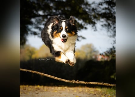Maori's Hei Toki -  BlackTri Australian Shepherd Deckrüde DNA-VP, RF, BH -VT, RO3, ROIC, Agi A2