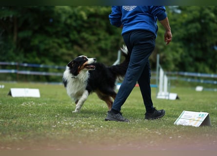 Maori's Hei Toki -  BlackTri Australian Shepherd Deckrüde DNA-VP, RF, BH -VT, RO3, ROIC, Agi A2