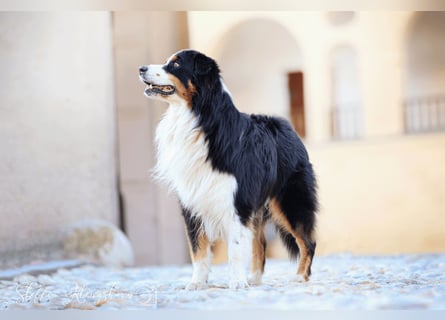 Maori's Hei Toki -  BlackTri Australian Shepherd Deckrüde DNA-VP, RF, BH -VT, RO3, ROIC, Agi A2