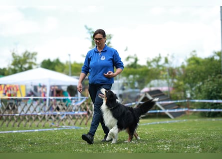 Maori's Hei Toki -  BlackTri Australian Shepherd Deckrüde DNA-VP, RF, BH -VT, RO3, ROIC, Agi A2