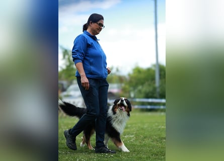 Maori's Hei Toki -  BlackTri Australian Shepherd Deckrüde DNA-VP, RF, BH -VT, RO3, ROIC, Agi A2