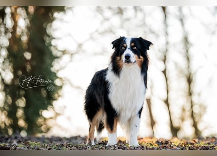 Maori's Hei Toki -  BlackTri Australian Shepherd Deckrüde DNA-VP, RF, BH -VT, RO3, ROIC, Agi A2