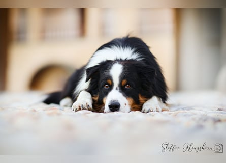 Maori's Hei Toki -  BlackTri Australian Shepherd Deckrüde DNA-VP, RF, BH -VT, RO3, ROIC, Agi A2