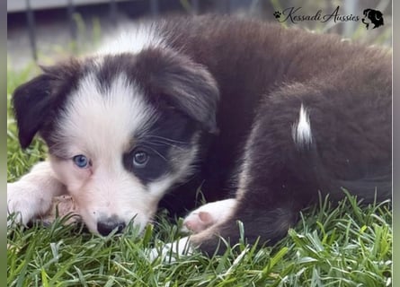 Australian Shepherd Welpen, nur noch 2 frei, auszugsbereit/ ASCA Papieren