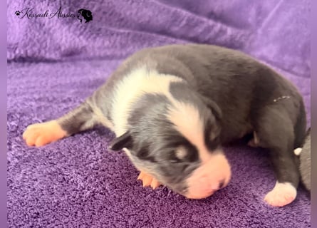 Tolle Australian Shepherd Welpen / ASCA