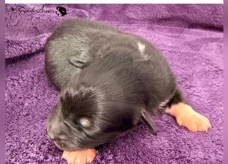 Tolle Australian Shepherd Welpen / ASCA