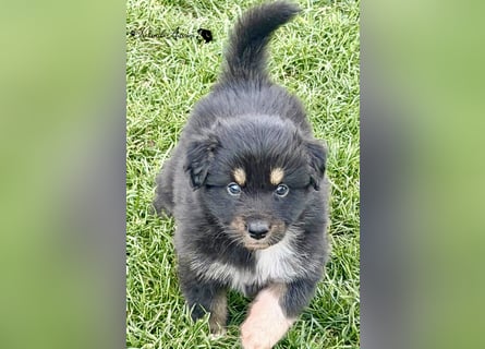 Australian Shepherd Welpen, nur noch 2 frei, auszugsbereit/ ASCA Papieren