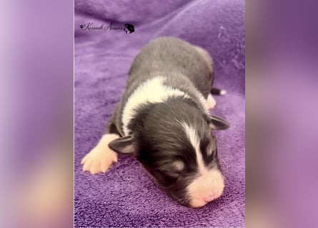 Tolle Australian Shepherd Welpen / ASCA