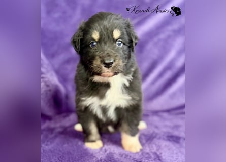 Tolle Australian Shepherd Welpen / ASCA