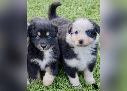 Tolle Australian Shepherd Welpen / ASCA