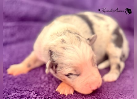 Tolle Australian Shepherd Welpen / ASCA