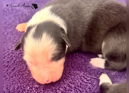 Tolle Australian Shepherd Welpen / ASCA