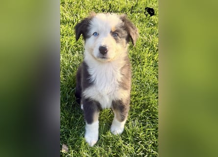 Australian Shepherd Welpen, nur noch 2 frei, auszugsbereit/ ASCA Papieren