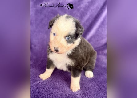 Tolle Australian Shepherd Welpen / ASCA