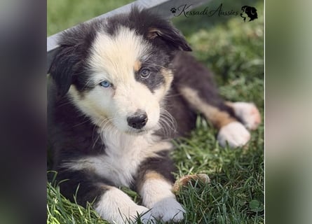 Australian Shepherd Welpen, nur noch 2 frei, auszugsbereit/ ASCA Papieren