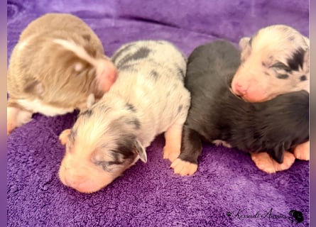 Tolle Australian Shepherd Welpen / ASCA