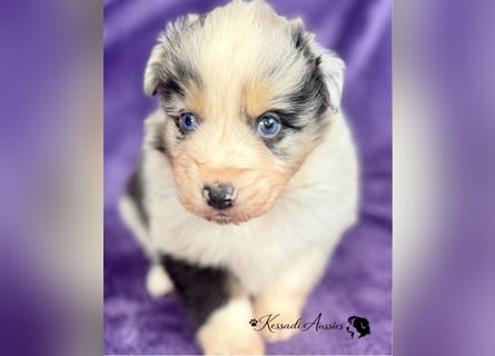 Tolle Australian Shepherd Welpen / ASCA