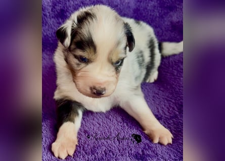 Tolle Australian Shepherd Welpen / ASCA