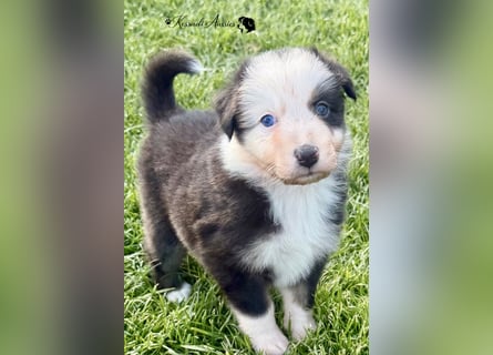 Tolle Australian Shepherd Welpen / ASCA
