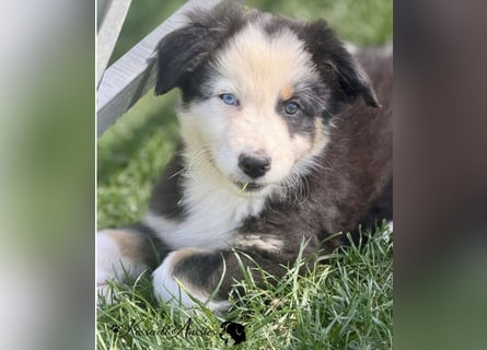 Australian Shepherd Welpen, nur noch 2 frei, auszugsbereit/ ASCA Papieren