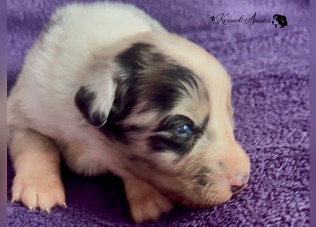 Tolle Australian Shepherd Welpen / ASCA