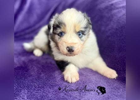 Tolle Australian Shepherd Welpen / ASCA