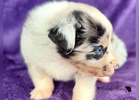 Tolle Australian Shepherd Welpen / ASCA