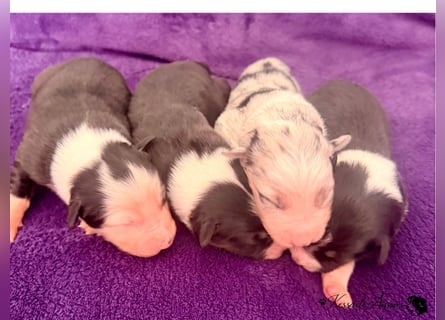 Tolle Australian Shepherd Welpen / ASCA
