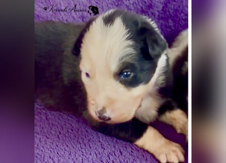 Tolle Australian Shepherd Welpen / ASCA