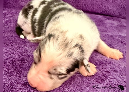 Tolle Australian Shepherd Welpen / ASCA