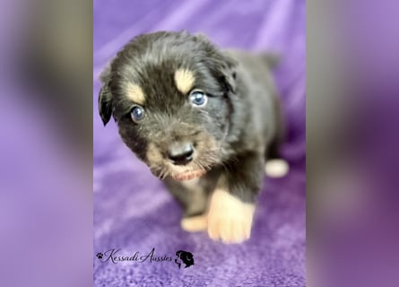 Tolle Australian Shepherd Welpen / ASCA
