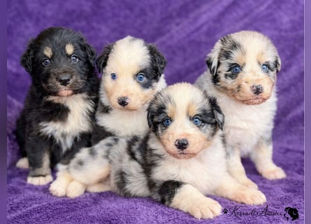 Tolle Australian Shepherd Welpen / ASCA