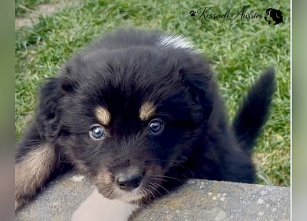 Australian Shepherd Welpen, nur noch 2 frei, auszugsbereit/ ASCA Papieren