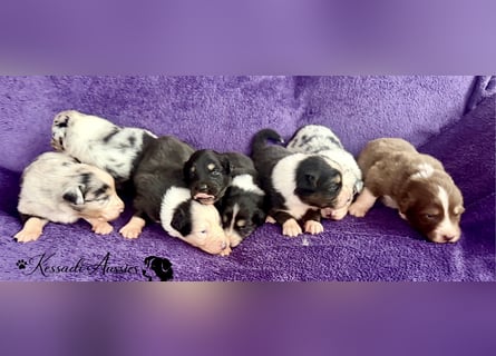 Tolle Australian Shepherd Welpen / ASCA