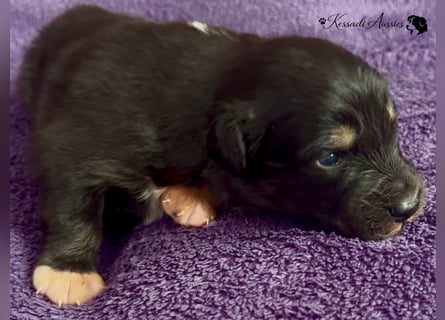 Tolle Australian Shepherd Welpen / ASCA