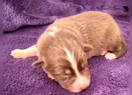 Tolle Australian Shepherd Welpen / ASCA