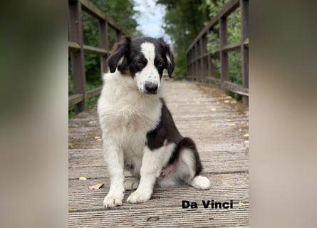 Traum schöne Australian Shepherd Welpen