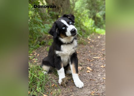 Traum schöne Australian Shepherd Welpen