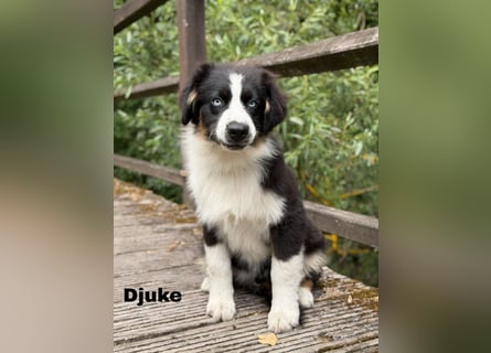 Traum schöne Australian Shepherd Welpen