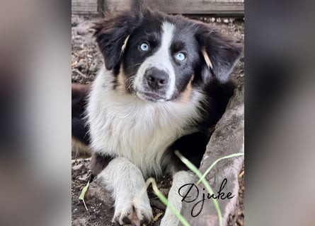 Traum schöne Australian Shepherd Welpen