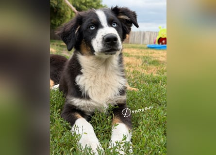 Traum schöne Australian Shepherd Welpen