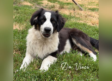 Traum schöne Australian Shepherd Welpen