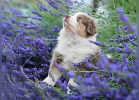 Roter Australian Shepherd Rüde Welpe aus CASD / VDH-Zucht in Thüringen