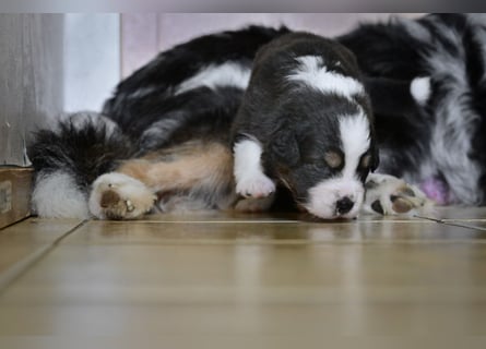 Black-tri Australian Shepherd Rüde Welpe aus CASD-/ VDH-Zucht in Thüringen