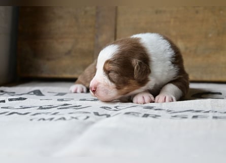 Roter Australian Shepherd Rüde Welpe aus CASD / VDH-Zucht in Thüringen