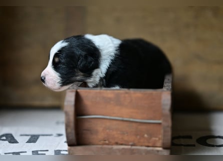 Black tri Australian Shepherd Welpe Rüde aus VDH / CASD-Zucht in Thüringen