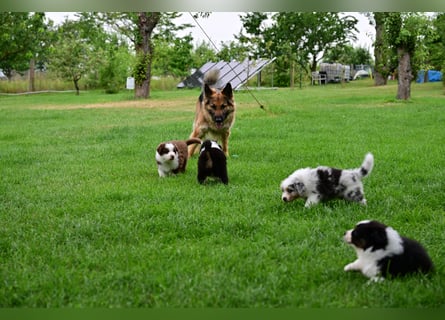 Roter Australian Shepherd Rüde Welpe aus CASD / VDH-Zucht in Thüringen