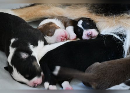 Roter Australian Shepherd Rüde Welpe aus CASD / VDH-Zucht in Thüringen