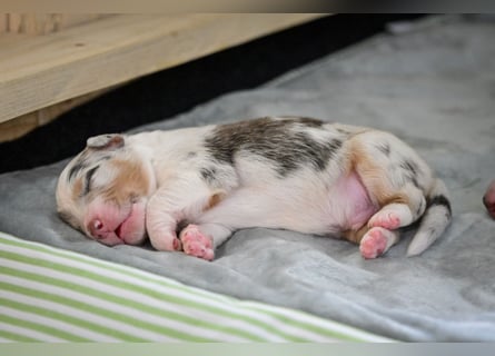 Blue-Merle Australian Shepherd Rüde Welpe aus CASD-/VDH-Zucht in Thüringen