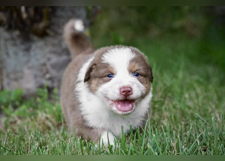 Roter Australian Shepherd Rüde Welpe aus CASD / VDH-Zucht in Thüringen